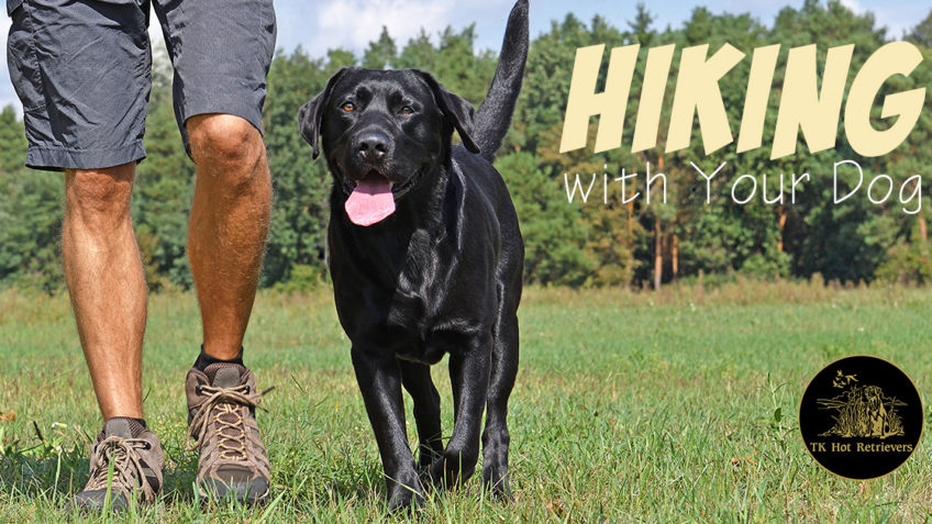 Hiking with your dog.