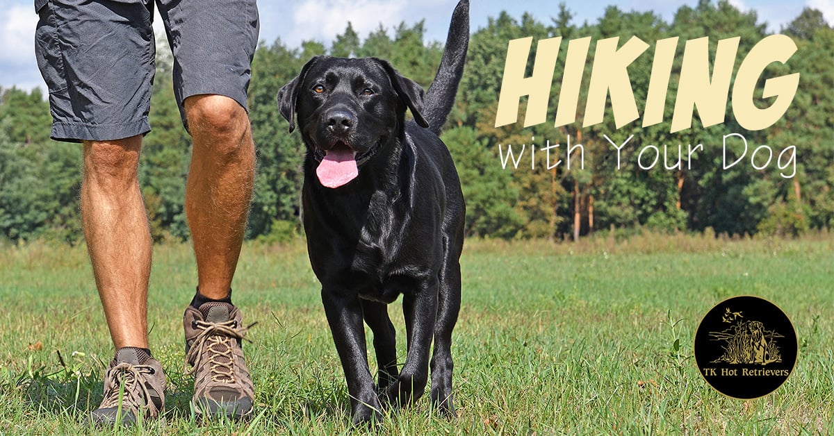 Hiking with your dog.