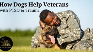 How Dogs Can Help Veterans Cope with PTSD & Trauma
