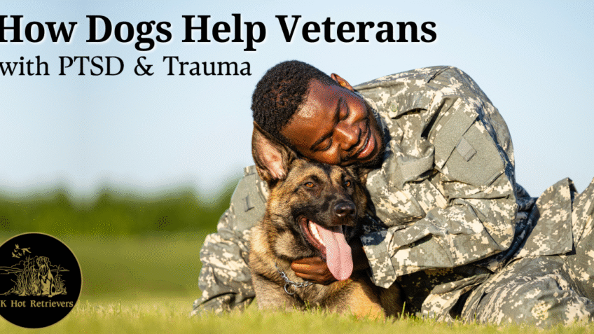 How Dogs Can Help Veterans Cope with PTSD & Trauma
