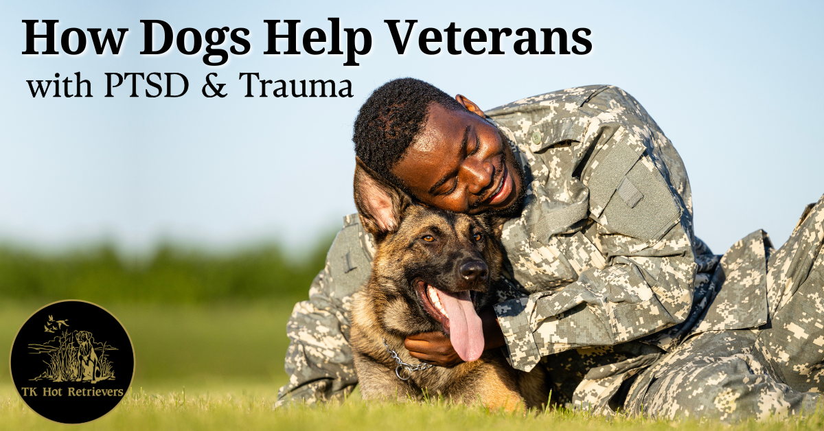 How Dogs Can Help Veterans Cope with PTSD & Trauma