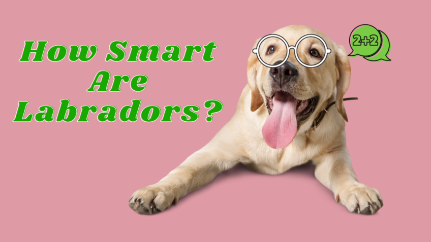 How Smart Are Labradors?