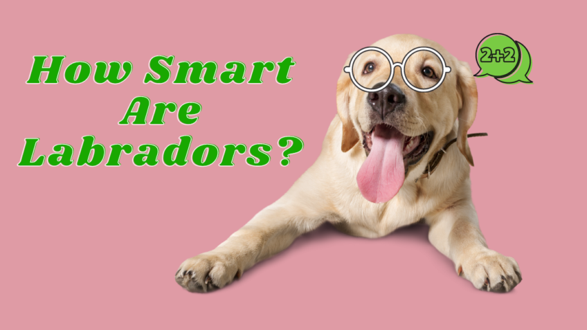 are labrador smart