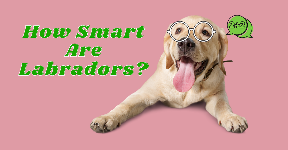 How Smart Are Labradors?