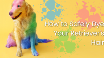 How to Safely Dye Your Retriever's Hair