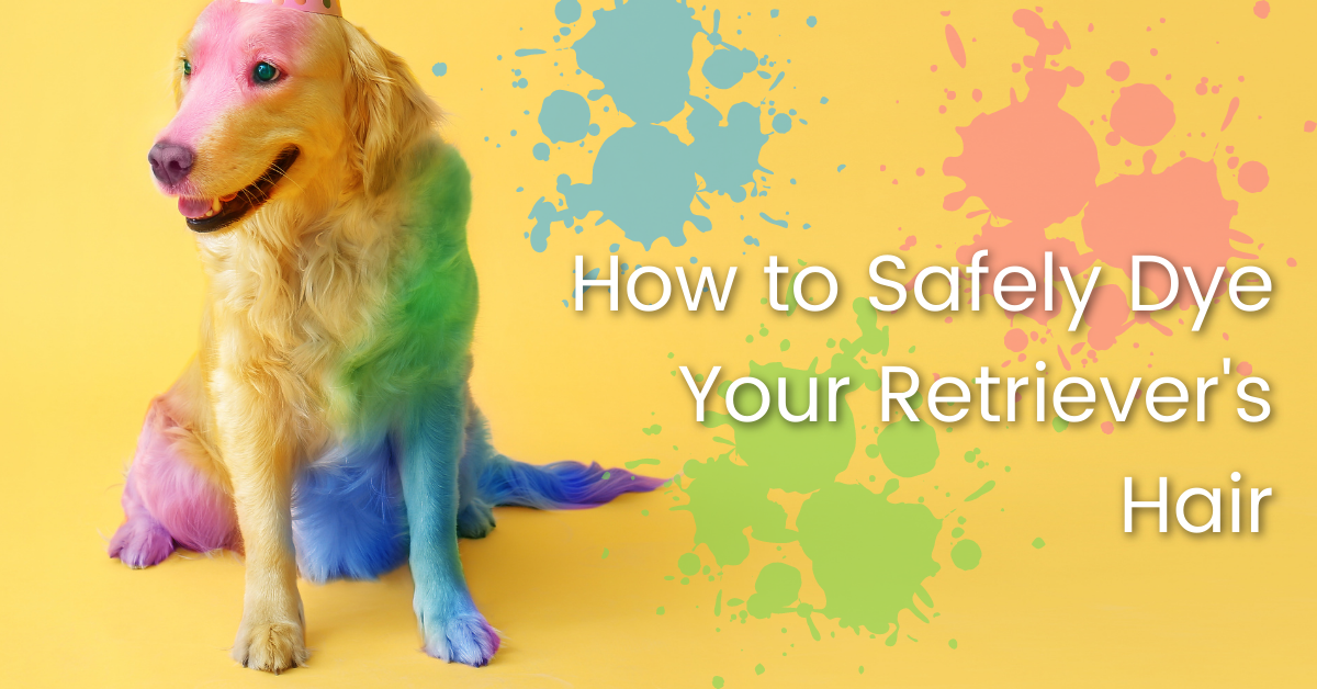 How to Safely Dye Your Retriever's Hair