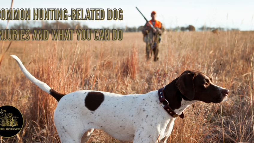 hunting dog injuries