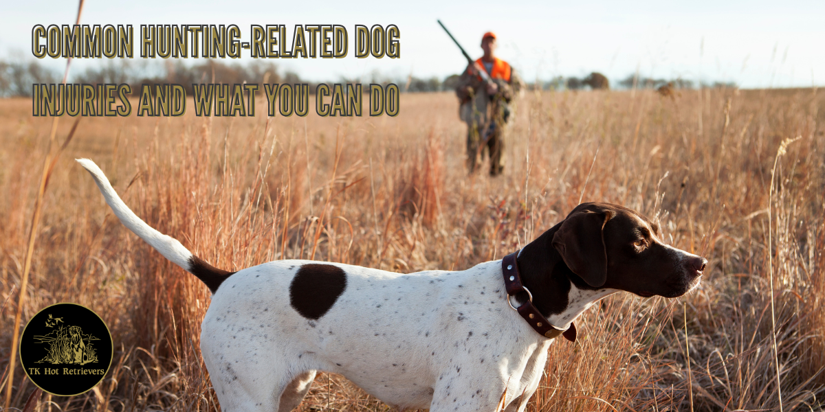 hunting dog injuries