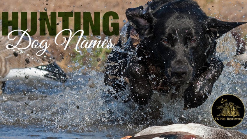 Popular hunting dog names for 2018.