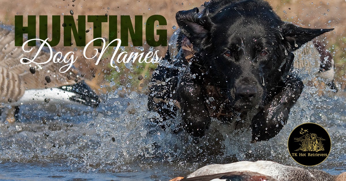 Popular hunting dog names for 2018.