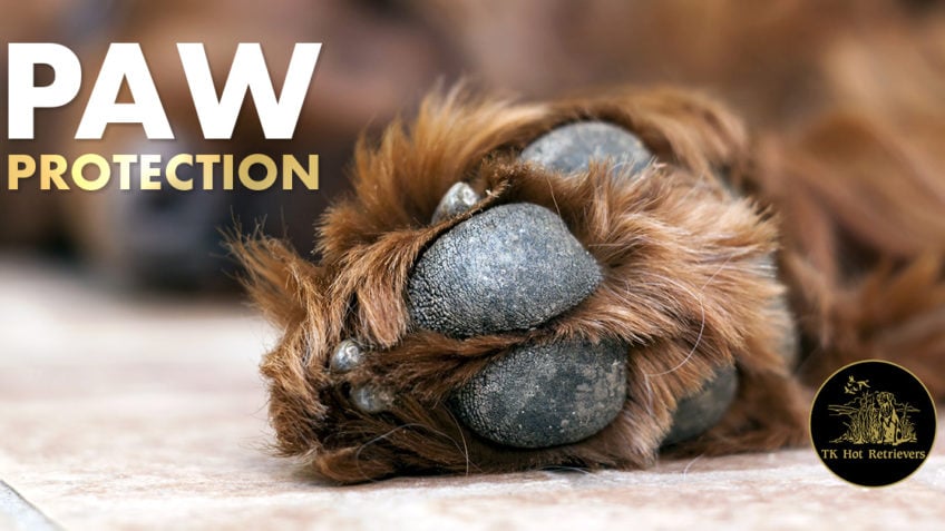 Hunting Dog Paw Protection