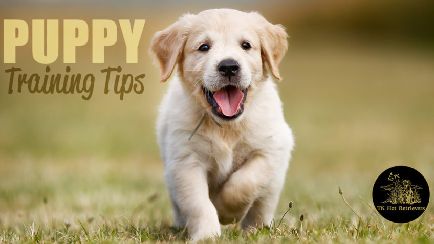 Hunting puppy training tips.