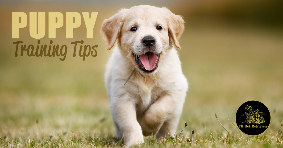 Hunting puppy training tips.