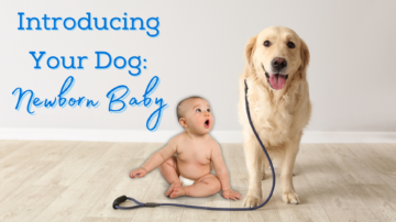 Introducing Your Dog to Your Newborn Baby