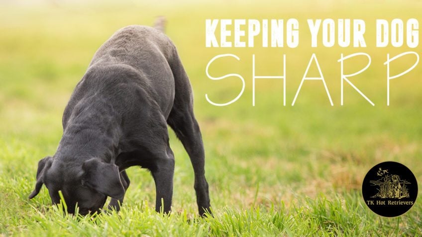 Keeping your dog sharp.