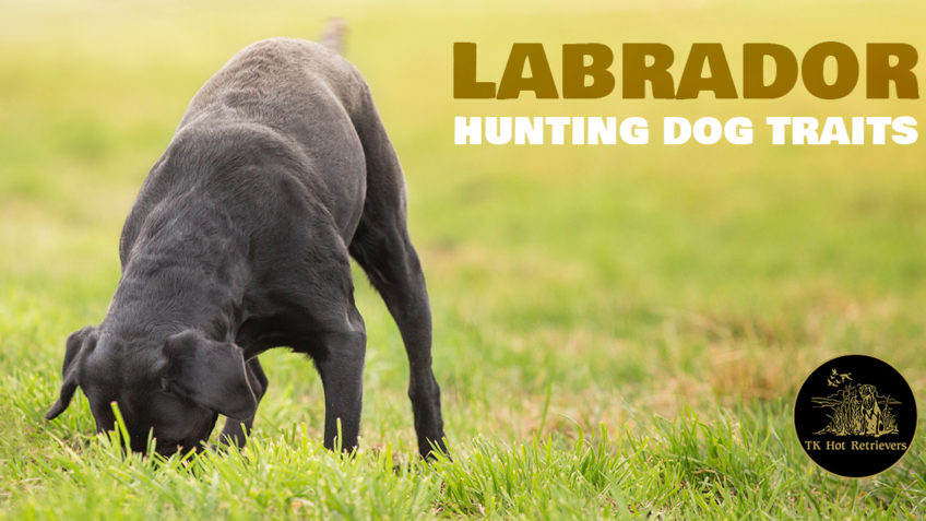 Hunting Dog Traits Found in Labs