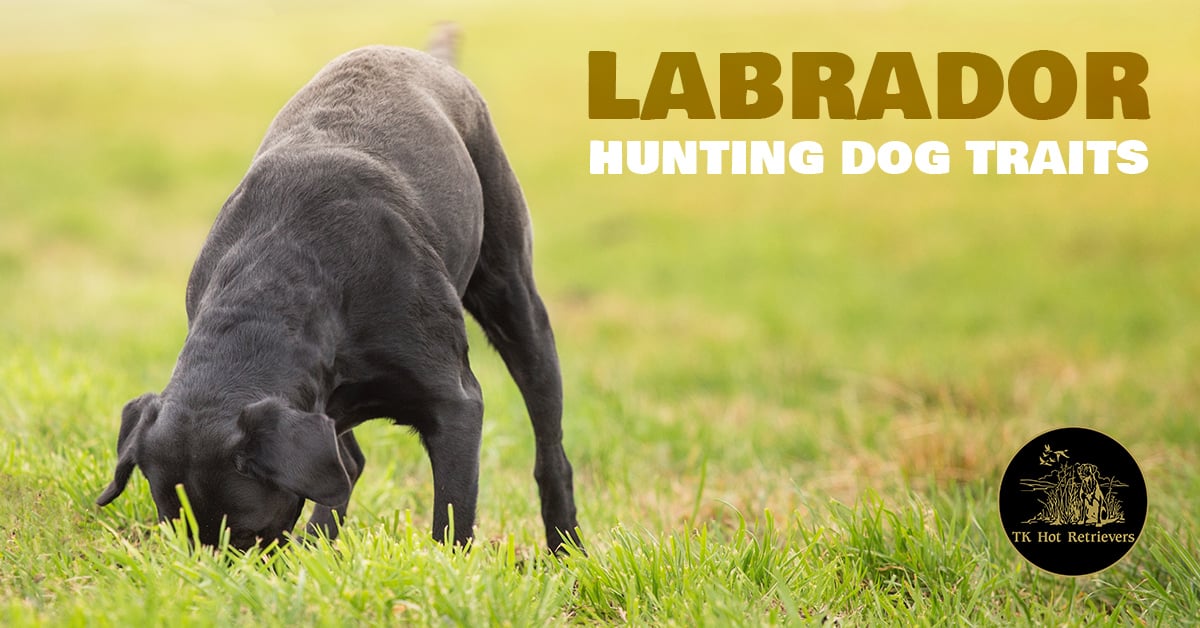 Hunting Dog Traits Found in Labs