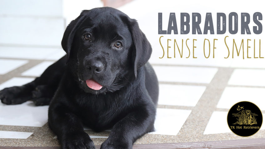 Labradors sense of smell.