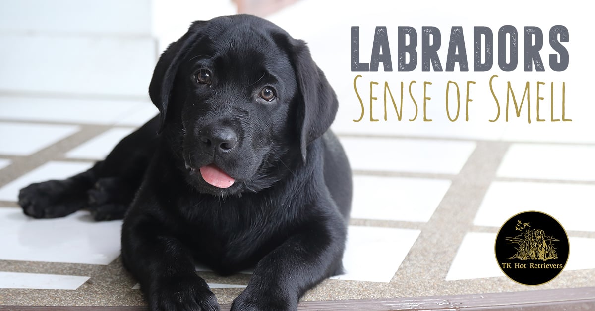 Labradors sense of smell.