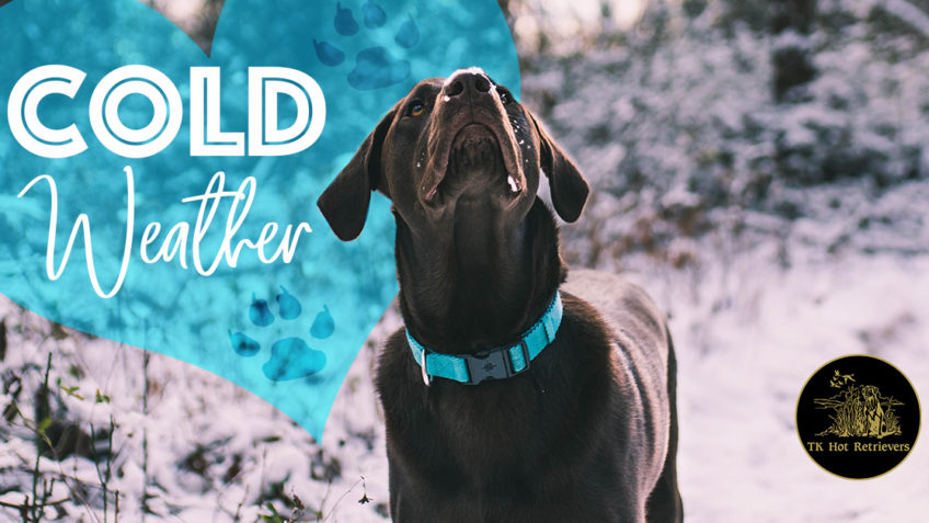 Why Labs Love the Cold Weather