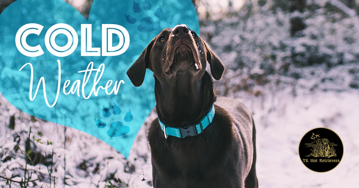 Why Labs Love the Cold Weather