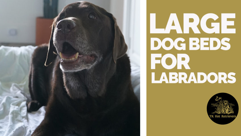 Large Dog Beds for Labradors