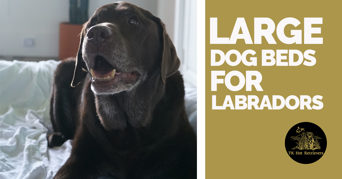 Large Dog Beds for Labradors