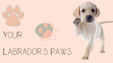 Learn More About Your Labrador's Paws