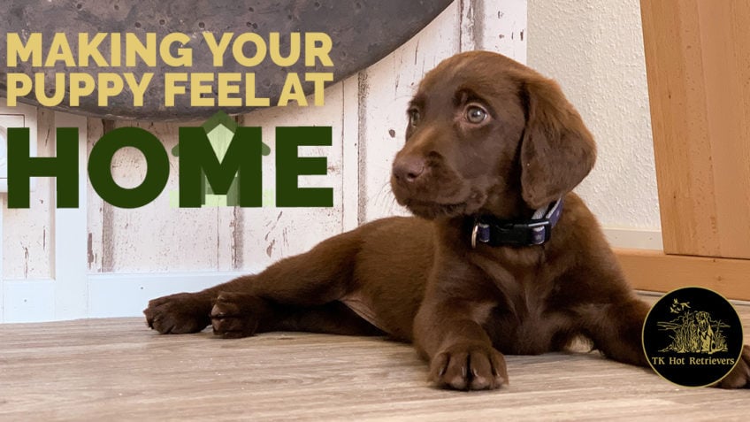 Tips for Making Your Puppy Feel Right at Home