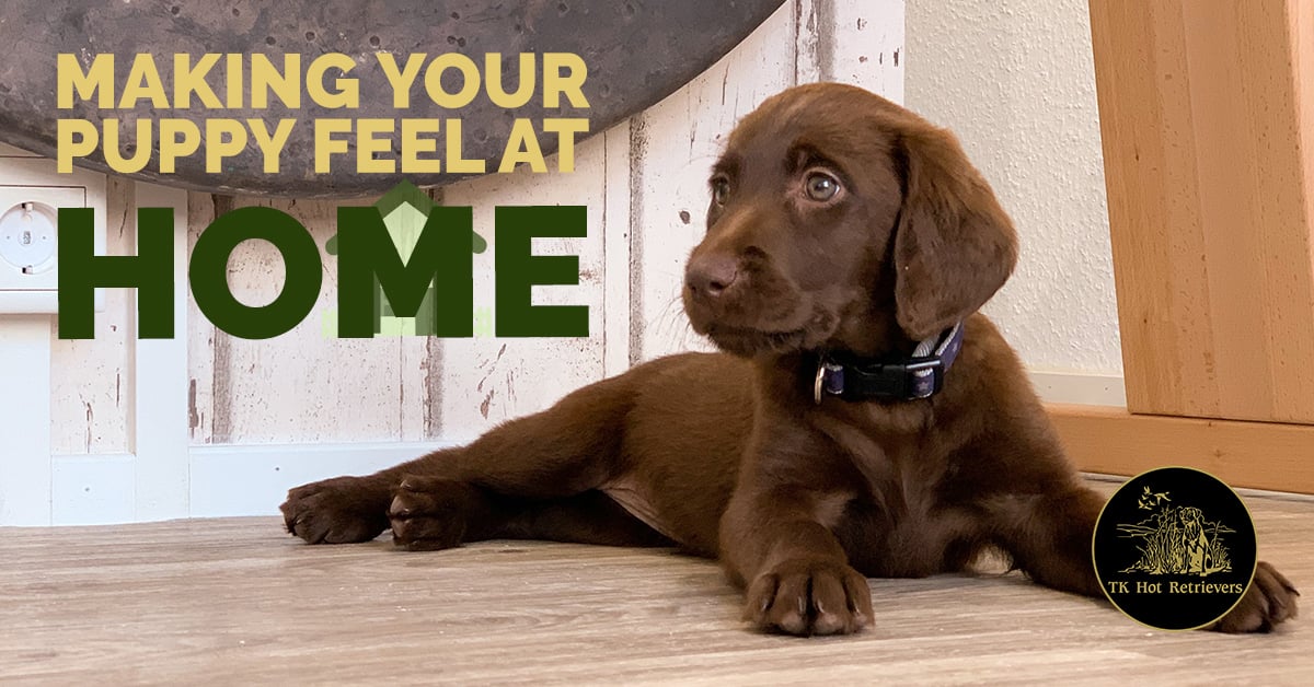 Tips for Making Your Puppy Feel Right at Home