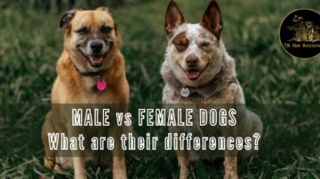 male and female dogs difference