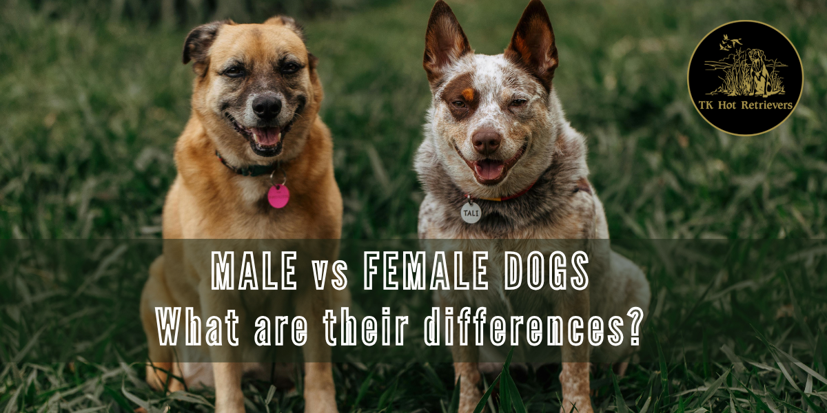 male and female dogs difference