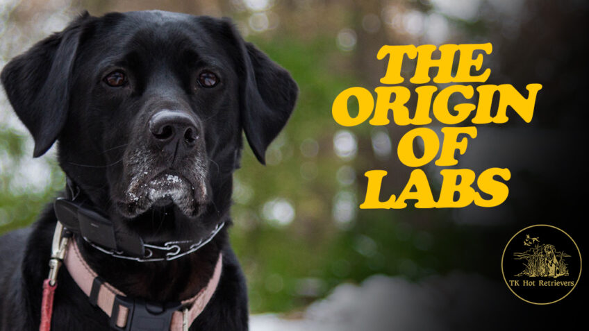 The Origin of Labrador Retrievers