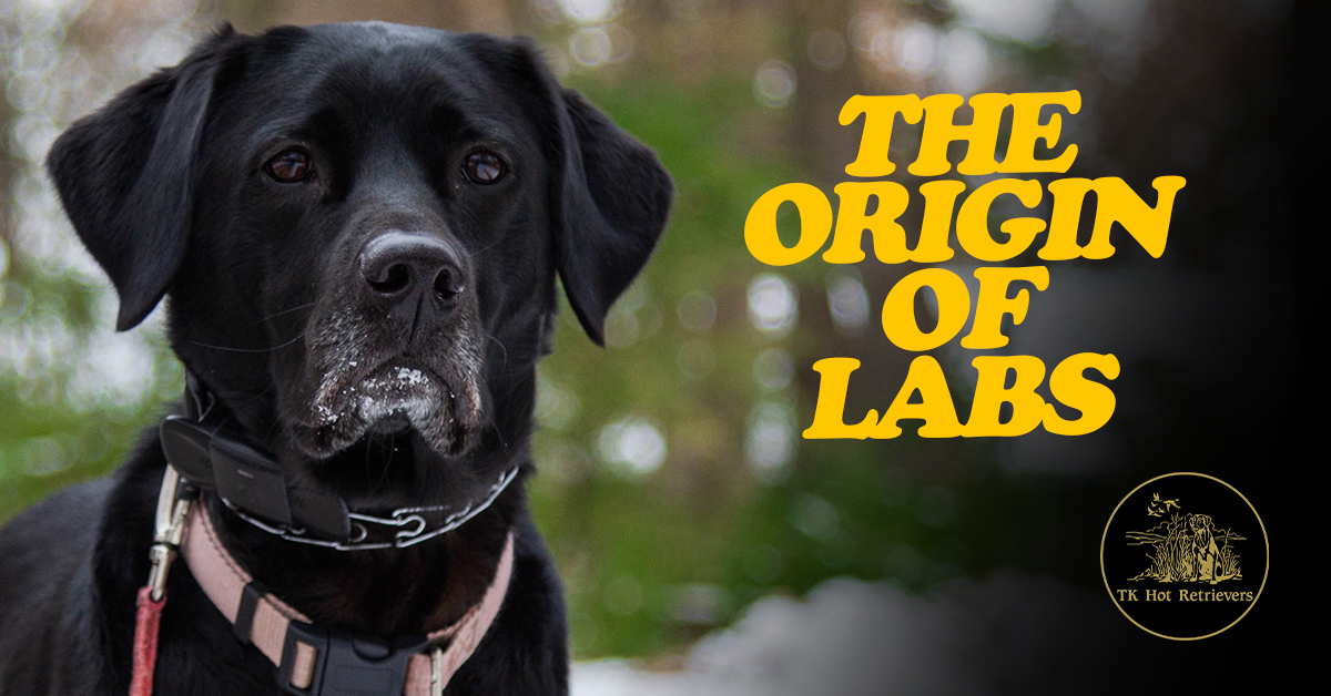 The Origin of Labrador Retrievers