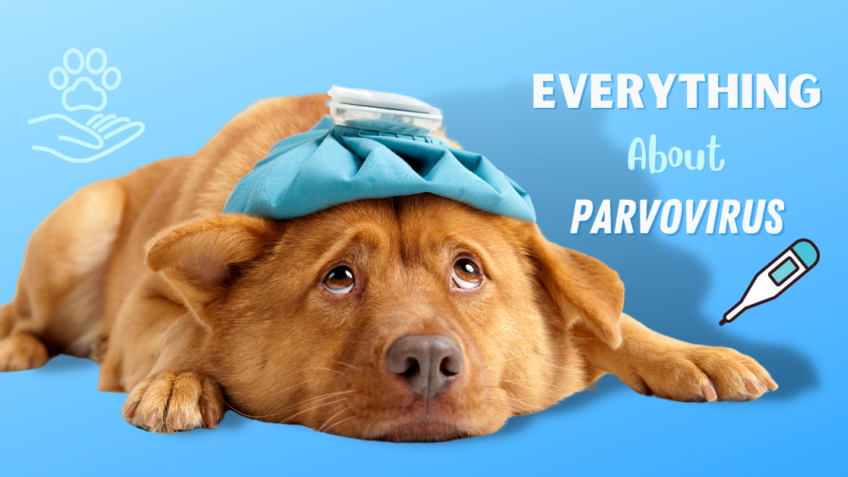 Parvovirus: Symptoms, Treatment, and Prevention