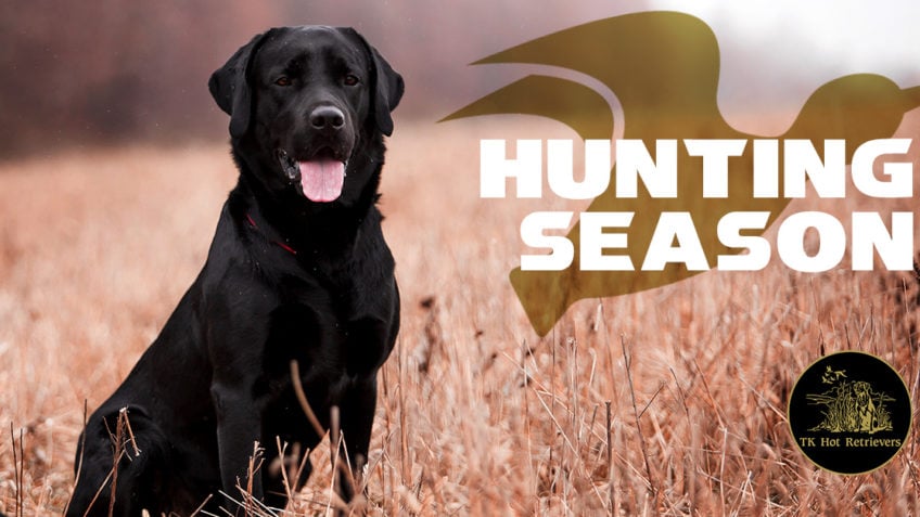 Prepping Your Dog for Hunting Season