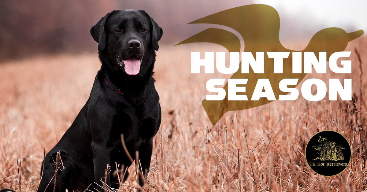 Prepping Your Dog for Hunting Season