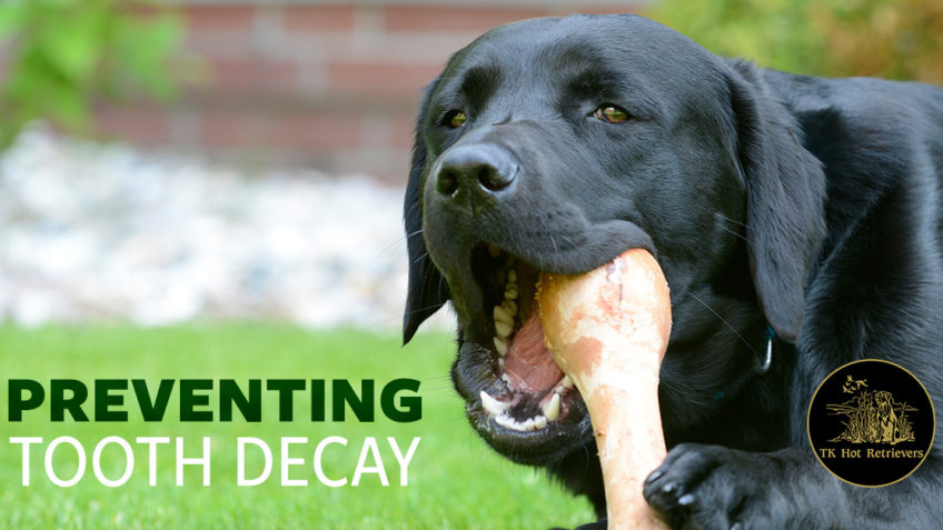 Prevent Dog Tooth Decay