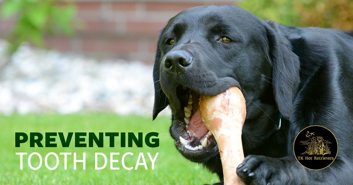 Prevent Dog Tooth Decay