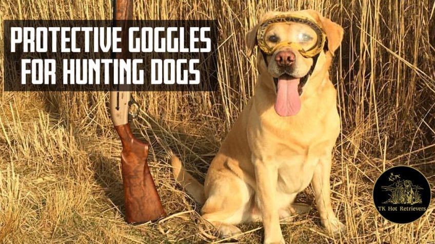 hunting dog goggles