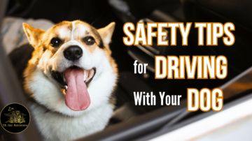 Safety Tips for Driving With Your Dog