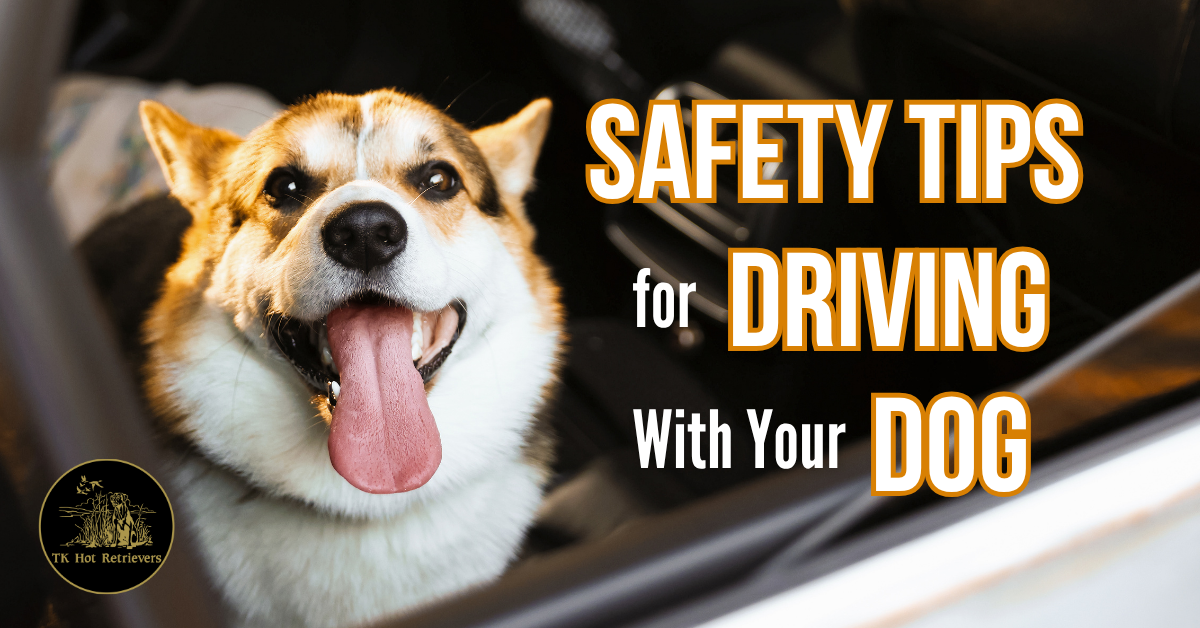 Safety Tips for Driving With Your Dog