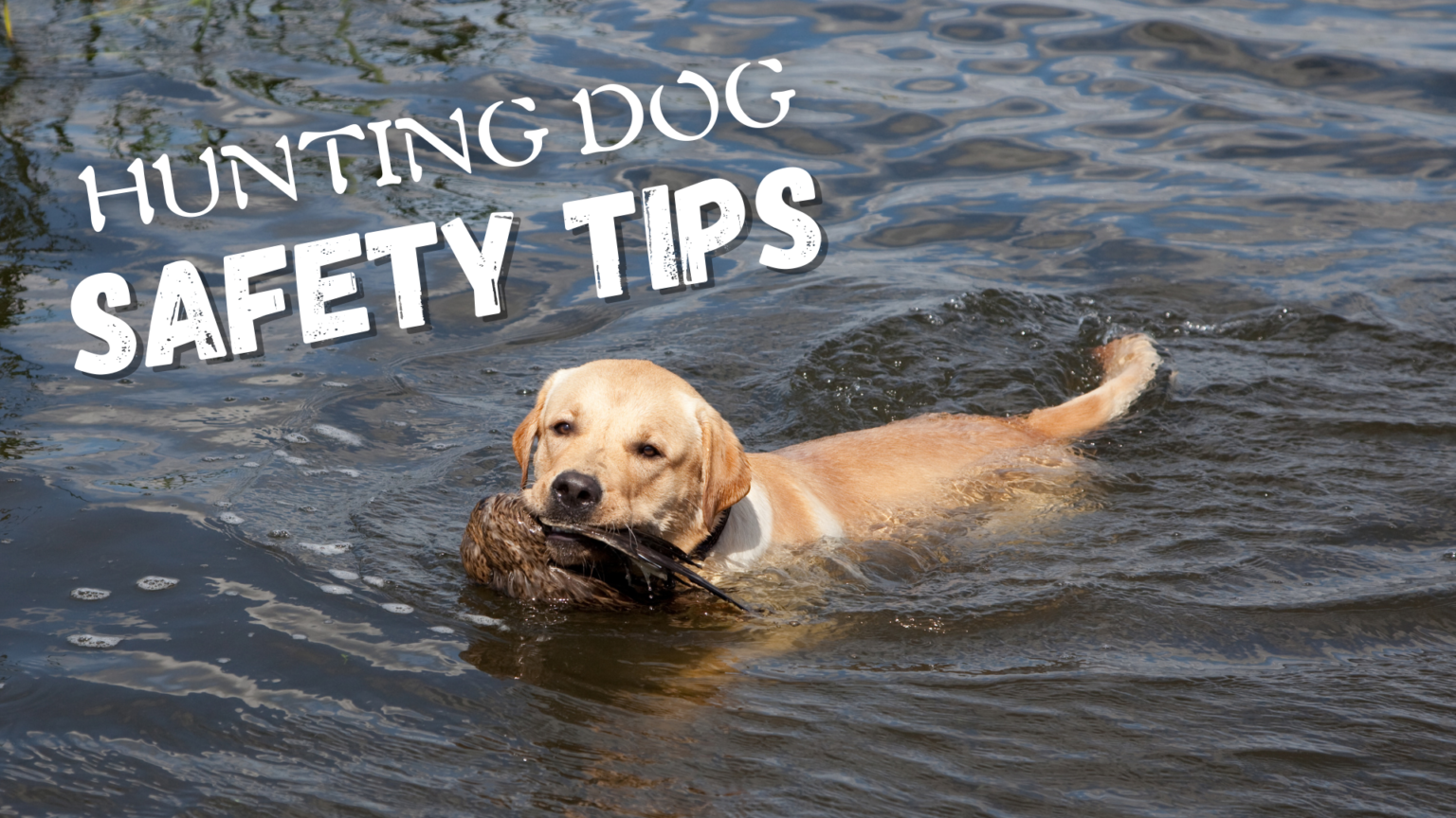 Safety Tips for When You Take Your Dog Hunting TK Hot Retrievers