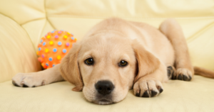 Tips for Cleaning Up a Dog Mess from Your Carpet