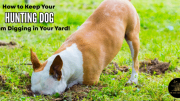how to stop your dog from digging in your yard