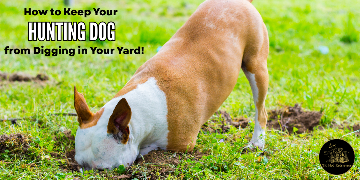 how to stop your dog from digging in your yard