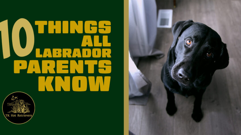 10 Things All Labrador Parents Know