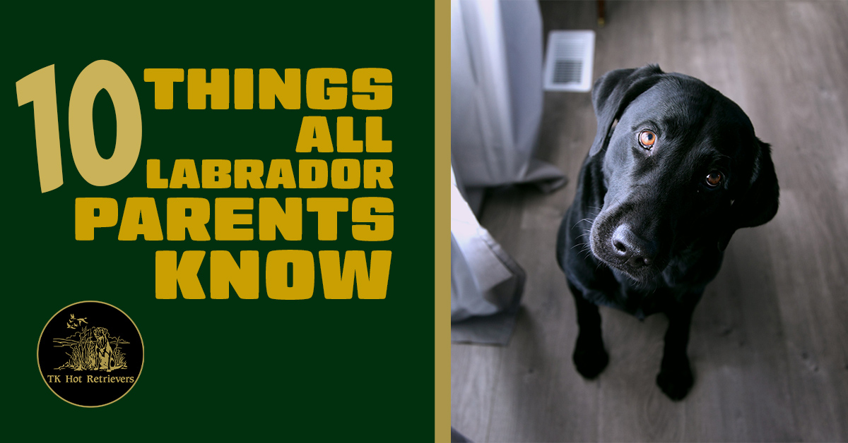 10 Things All Labrador Parents Know