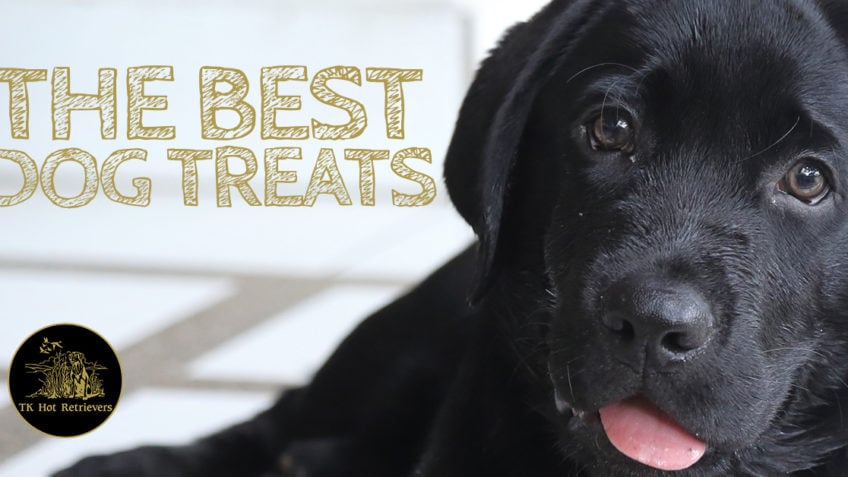 The Best Dog Treats to Feed Your Lab