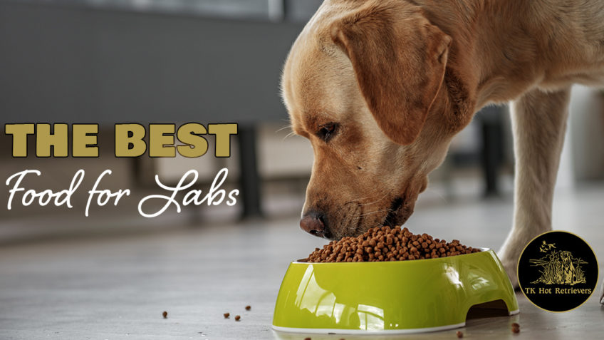 The Best Food for Labs